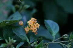Cestrum aurantiacum